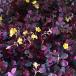 2 pot комплект oxalis .... почвопокровные растения 