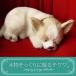 nini and kino Perfect домашнее животное ( маленький размер ) чихуахуа гладкий мягкая игрушка собака .. собака настоящий подлинный товар целиком смешанные товары животное животное .. двигаться подарок gif