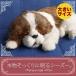 nini and kino Perfect домашнее животное ( большой размер ) She's - мягкая игрушка собака .. собака настоящий подлинный товар целиком смешанные товары животное животное .. двигаться подарок подарок . праздник 