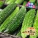  Ishigakijima производство горький огурец -1kg бесплатная доставка [.....] для бытового использования горький огурец примерно 1kg(4~6шт.@) [ отгрузка начало :12 месяц ~]/ местного производства Okinawa Ishigakijima .... остров овощи прямая поставка от производителя свежий овощи 