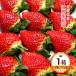  Saga префектура производство клубника бесплатная доставка [ flat река клубника сельское хозяйство .] крупный подарок ( клубника san ) 1 коробка 1P ввод / клубника . подарок .. для подарок крупный превосходящий товар .. бренд клубника фрукты 