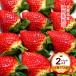 Saga префектура производство клубника бесплатная доставка [ flat река клубника сельское хозяйство .] крупный подарок ( клубника san ) 1 коробка 2P ввод / клубника . подарок .. для подарок внутри праздник . превосходящий товар бренд клубника фрукты 