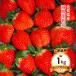  Saga префектура производство клубника бесплатная доставка [ flat река клубника сельское хозяйство .].. прекрасный клубника ( клубника san *.. .MIX или который 1 товар вид ) 1 коробка 1kg / клубника ... прекрасный клубника бренд клубника синий .