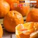 pon can * товар с некоторыми замечаниями *5kg M~3L размер смешивание бесплатная доставка фрукты шар Цу .. клуб [ доставка время :1 месяц последняя декада примерно ~]/ мандарин для бытового использования местного производства Ehime префектура предварительный заказ распродажа 