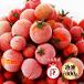  рефрижератор мини помидоры 1kg сверху доска удерживание s Premio помидор рефрижератор помидор 1000g / помидор специализированный магазин местного производства высота Rico булавка красный GABA высота сахар раз .. питание высшая оценка прохладный рейс бесплатная доставка 