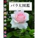  роза большой иллюстрированная книга ( отдельный выпуск NHK хобби. садоводство )