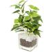 gala spot ( Pepe ro mia ) fake green interior green artificial flower decorative plant nitoli