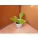  Haku носорог рассада золотой . номер 2 (takii) 7.5cm pot 