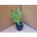  мизуна рассада салат мизуна столица ...(takii) 7.5cm pot 