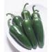  овощи рассада ... зеленый перец pi- Taro 9cm pot Revue . написать дополнение .geto