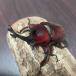  rhinoceros beetle domestic production pair size free classification 60Y