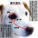 �܂₯�Ƃ郏�� �������p 10�p�b�N �֘A�摜4