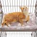 PAWZ Road кошка bed домашнее животное bed коврик клетка для подушка симпатичный популярный модный двусторонний использование смещение предотвращение скольжение .. предотвращение 4 . шнур имеется рукоятка mo