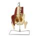 7ウェルネ 骨盤模型 人体模型 ( 主要筋・靭帯・神経付 ) 実物大 骨格模型 骨格標本 骨模型 骸骨模型 人骨模型 骨格モデル 人体モデル