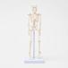  все тело .. модель высота 22cm тело человека модель подставка имеется тело человека модель .. модель 7 well ne модель образец медицина учеба для .. модель .. образец . модель каркас модель человек . модель .. модель 