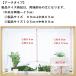 ���[�X�J�[�e�� �~���[���[�X ������� �����ɂ��� ( ���� ) �o�� ���� UV �k�� ��300��90 95 100 105 110 115 120 135 cm �������� ���� �֘A�摜2