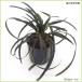  ophiopogon japonicus : black dragon (kokryuu). seedling 