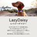 ���� �n�[�l�X M�T�C�Y ���^���p WOLFGANG MAN & BEAST ���C�W�[�f�C�W�[ LazyDaisy �E���t�M�����O �}��&�r�[�X�g P000057940403 �y���[����3�_�܂Łz �֘A�摜1
