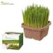 eimklieitsuGreen labo собака . кошка . нравится .. культивирование комплект 