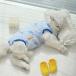 �y�b�g ��  �� �t �� �x�X�g �^���N�g�b�v ���킢�� ���� �n�C�u�����h �L �h�b�O �E�F�A