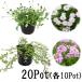 himeiwadare saw *k Lee pin g time 20Pot set ( each 10Pot)li Piaa long gikau squirrel .. measures ground cover seedling flower herb ( free shipping )