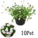 himeiwadare saw (li Piaa )10Pot set * seedling .. measures white flower ground cover ( free shipping )