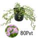 k Lee pin g time ( long gikau squirrel )80Pot set * herb seedling .. measures evergreen pink flower ground cover ( free shipping )