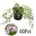 k Lee pin g time ( long gikau squirrel )40Pot set * herb seedling .. measures evergreen pink flower ground cover ( free shipping )