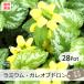 lamium* галет ob Delon 28Pot комплект ( бесплатная доставка ) вечнозеленый .* цвет leaf * день . тоже ..* крепкий ......