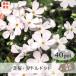  газонная трава Sakura * little точка ( белый )40Pot комплект рассада цветок цветок рассада siba The kla белый белый вечнозеленый ..... почвопокровные растения садоводство двор ( бесплатная доставка )