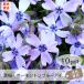  газонная трава Sakura *o- gold тонн Blue Eye ( синий )10Pot комплект рассада цветок цветок рассада siba The kla синий голубой вечнозеленый ..... почвопокровные растения садоводство двор ( бесплатная доставка )