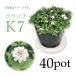 kla Piaa K7 40Pot set * seedling .. measures white flower ground cover ( free shipping )