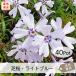  газонная трава Sakura * голубой ( бледно-голубой )40Pot комплект рассада цветок цветок рассада siba The kla синий голубой вечнозеленый почвопокровные растения садоводство двор ( бесплатная доставка )