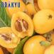 biwa free shipping 3L size . maximum . Chiba prefecture production .. loquat 12 sphere 4L~3L size preeminence approximately 0.7kg [7-12 day by the level. delivery ]* Okinawa * remote island . is . un- possible 