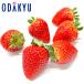  клубника бесплатная доставка . сделка! Tochigi префектура .....2 упаковка примерно 0.5kg l7-12 день на уровне. доставка * Okinawa * отдаленный остров .. . не возможно ( прямой )