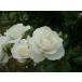 アイスバーグ（バラ苗：四季咲き中輪房咲き系）　バラの殿堂入り　大苗