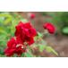 クリムゾングローリー（バラ苗：四季咲き大輪系）　大苗予約