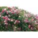 パレード(バラ苗:つるバラ)　大苗予約