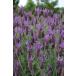  lavender * -stroke e rental ( -stroke e rental series )( herb seedling )