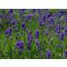  lavender *. purple ..3 number ( wing lishu series )( herb seedling )