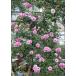 アメジスト・バビロン(バラ苗:つるバラ)　大苗予約