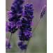  lavender * Spy kana na( wing lishu series )( herb seedling )