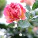 ���E�p���W�F���k�i�o���c�F�f���o�[���j�@��c�\��@�s�_�ѐ��Y�ȁ@�o�^�i��t �֘A�摜1