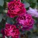 ote.seia( роза рассада :rosa*olientis) большой рассада предварительный заказ { сельское хозяйство . вода производство . регистрация товар вид }