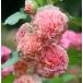 アルセア（ホリホック）　タチアオイ（立葵）　宿根草　ダブル（八重咲き）　サーモンピンク