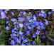 ベロニカ・オックスフォードブルー　ほふく　宿根草　ガーデニング用