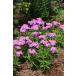 フロックス・フォーエバーピンク　宿根草