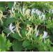 ハニーサックル（スイカズラ）　ハーブ苗　白花