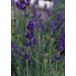  lavender ( wing lishu series ) herb seedling fragrance . is good incidental 