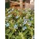 �I�L�V�y�^�����E�u���[�X�^�[�i�u���[�ƃz���C�g�~�b�N�X�A���j�@�h�����@10.5cm�|�b�g